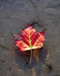 pic for floating autumn leaf